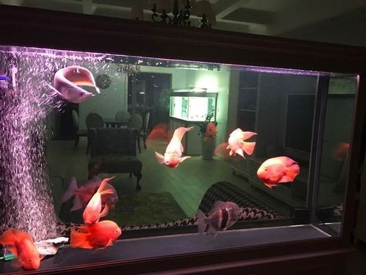 彩蝶魚缸ltc，彩蝶魚缸ltc用戶真實評價彩蝶魚缸ltc售后保障詳情