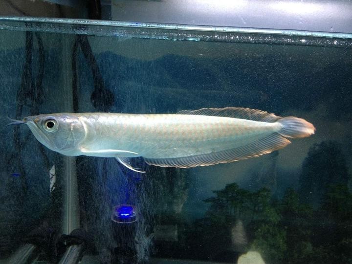 有哪些龍魚品種可以參賽？