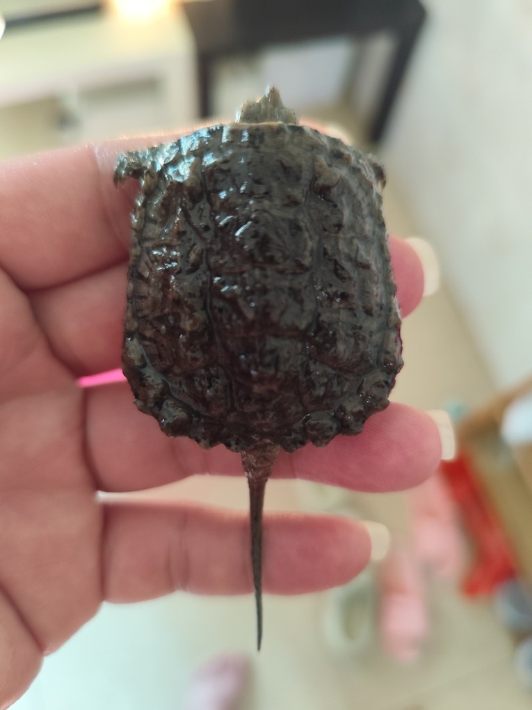 這個是北美嗎，純不純