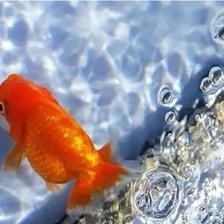 幻彩水族魚缸的養護方法和技巧和技巧的信息：幻彩水族魚缸養護方法
