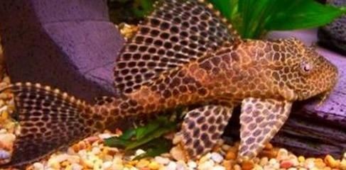 幻彩水族魚缸的養護方法和技巧和技巧的信息：幻彩水族魚缸養護方法