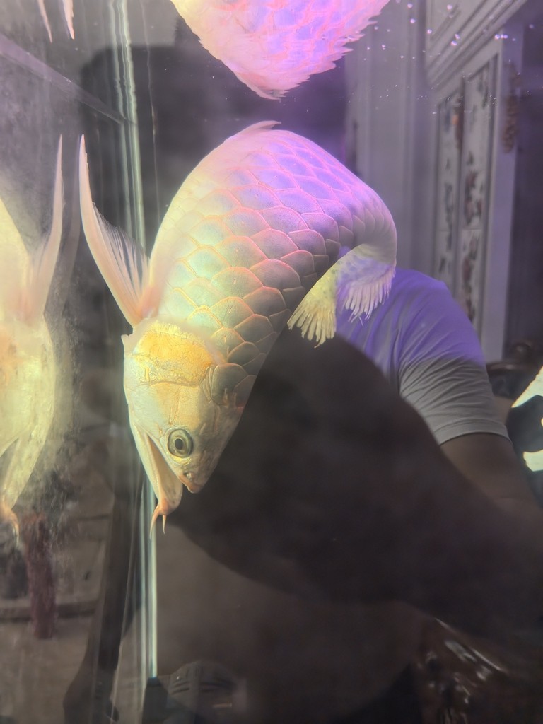 銀龍魚用什么顏色的燈光（銀龍魚適合使用什么燈光）