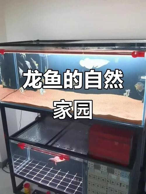 龍魚配魚的市場價格是多少? 2025長城杯龍魚大賽 第10張 龍魚配魚的市場價格是多少? 龍魚配魚的市場價格是多少? 2025長城杯龍魚大賽 第10張
