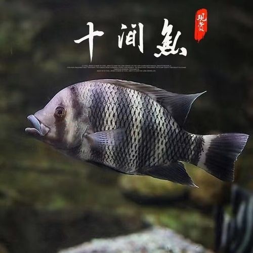 龍魚配魚的市場價格是多少? 2025長城杯龍魚大賽 第3張 龍魚配魚的市場價格是多少? 龍魚配魚的市場價格是多少? 2025長城杯龍魚大賽 第3張
