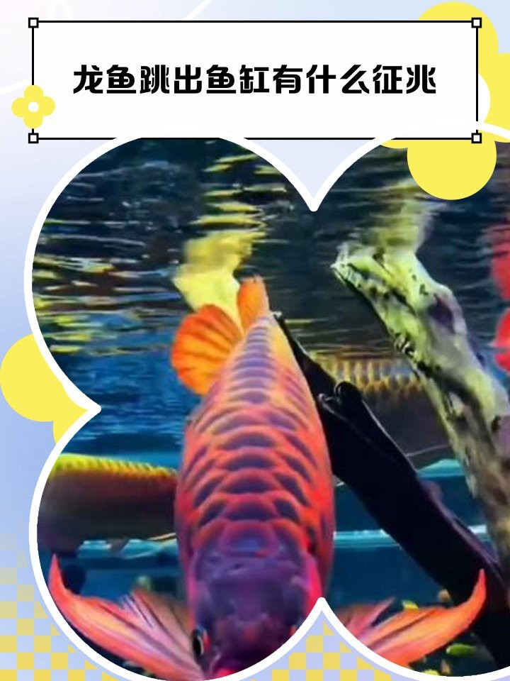 龍魚跳缸的七大預兆 龍魚跳缸的七大預兆 龍魚論壇 第1張