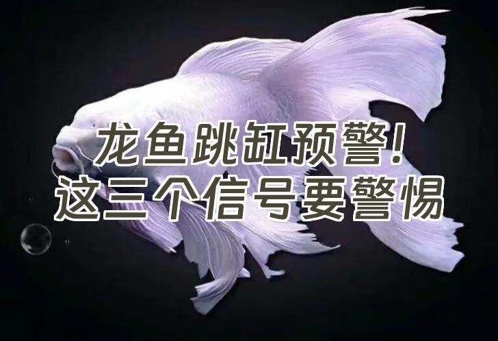 龍魚跳缸的七大預兆 龍魚跳缸的七大預兆 龍魚論壇 第6張