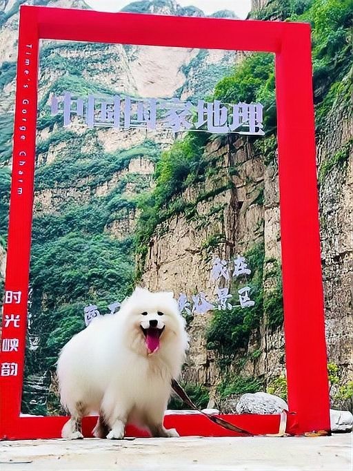 哪些長(zhǎng)城段允許寵物進(jìn)入? 2025長(zhǎng)城杯龍魚大賽 第19張 哪些長(zhǎng)城段允許寵物進(jìn)入? 哪些長(zhǎng)城段允許寵物進(jìn)入? 2025長(zhǎng)城杯龍魚大賽 第19張