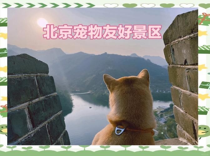 哪些長(zhǎng)城段允許寵物進(jìn)入? 2025長(zhǎng)城杯龍魚大賽 第9張 哪些長(zhǎng)城段允許寵物進(jìn)入? 哪些長(zhǎng)城段允許寵物進(jìn)入? 2025長(zhǎng)城杯龍魚大賽 第9張