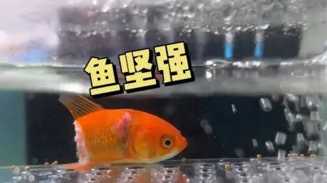 魯偉學長養魚記