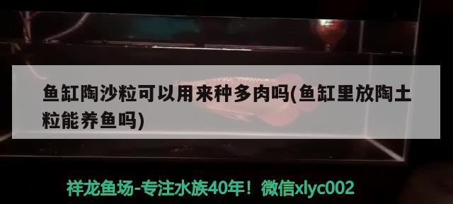 濮陽市華龍區中原花卉田記水族生活館