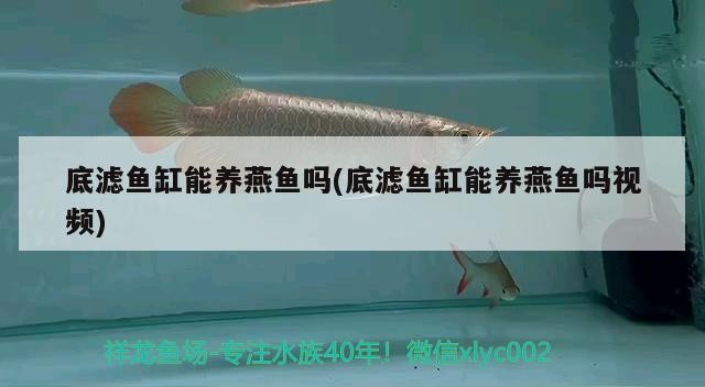 濮陽市華龍區中原花卉田記水族生活館