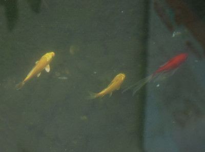 金龍魚吃錦鯉嗎會死嗎：金龍魚和錦鯉可以被混養但是需要注意以下幾點