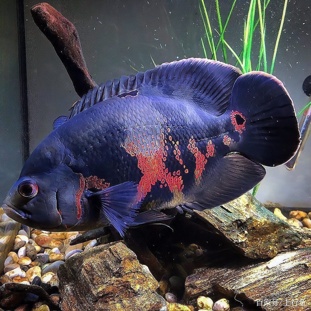 地圖魚最貴三個品種 地圖魚最貴三個品種 龍魚論壇 第5張