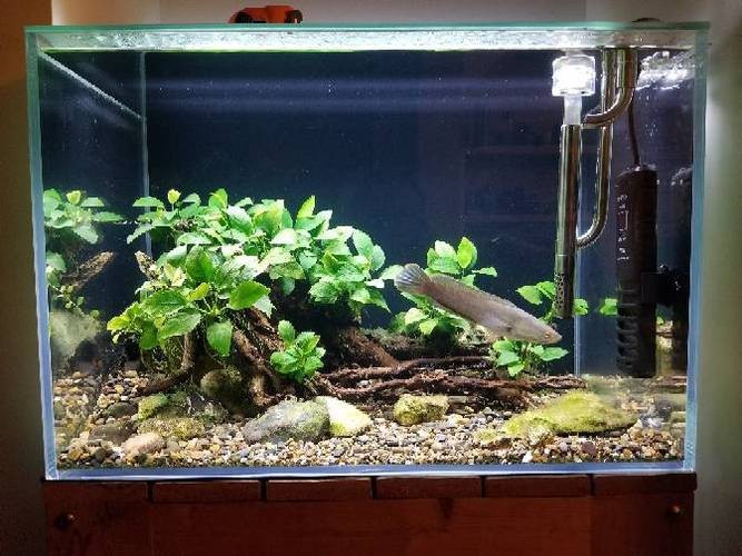 哪些水草對龍魚無害 哪些水草對龍魚無害 龍魚百科 第3張
