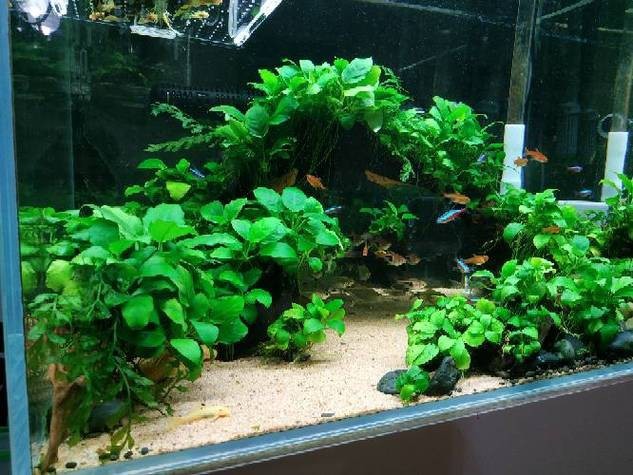 哪些水草對龍魚無害 哪些水草對龍魚無害 龍魚百科 第2張