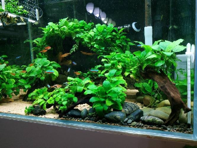 哪些水草對龍魚無害 哪些水草對龍魚無害 龍魚百科 第1張