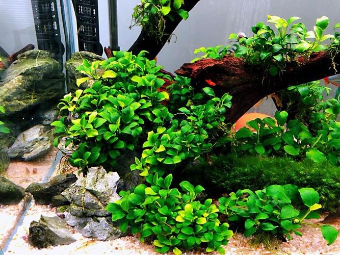 哪些水草對龍魚無害 哪些水草對龍魚無害 龍魚百科 第4張