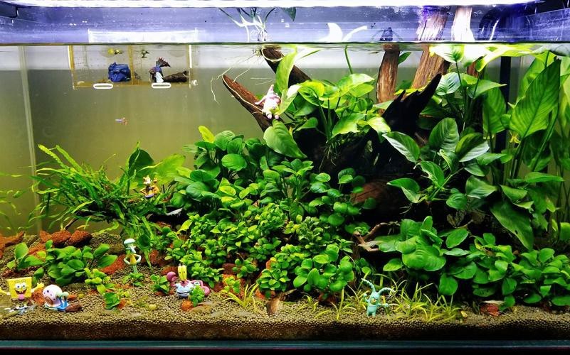 哪些水草對龍魚無害 哪些水草對龍魚無害 龍魚百科 第6張