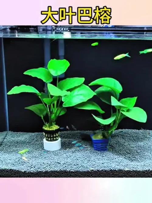 哪些水草對龍魚無害 哪些水草對龍魚無害 龍魚百科 第5張