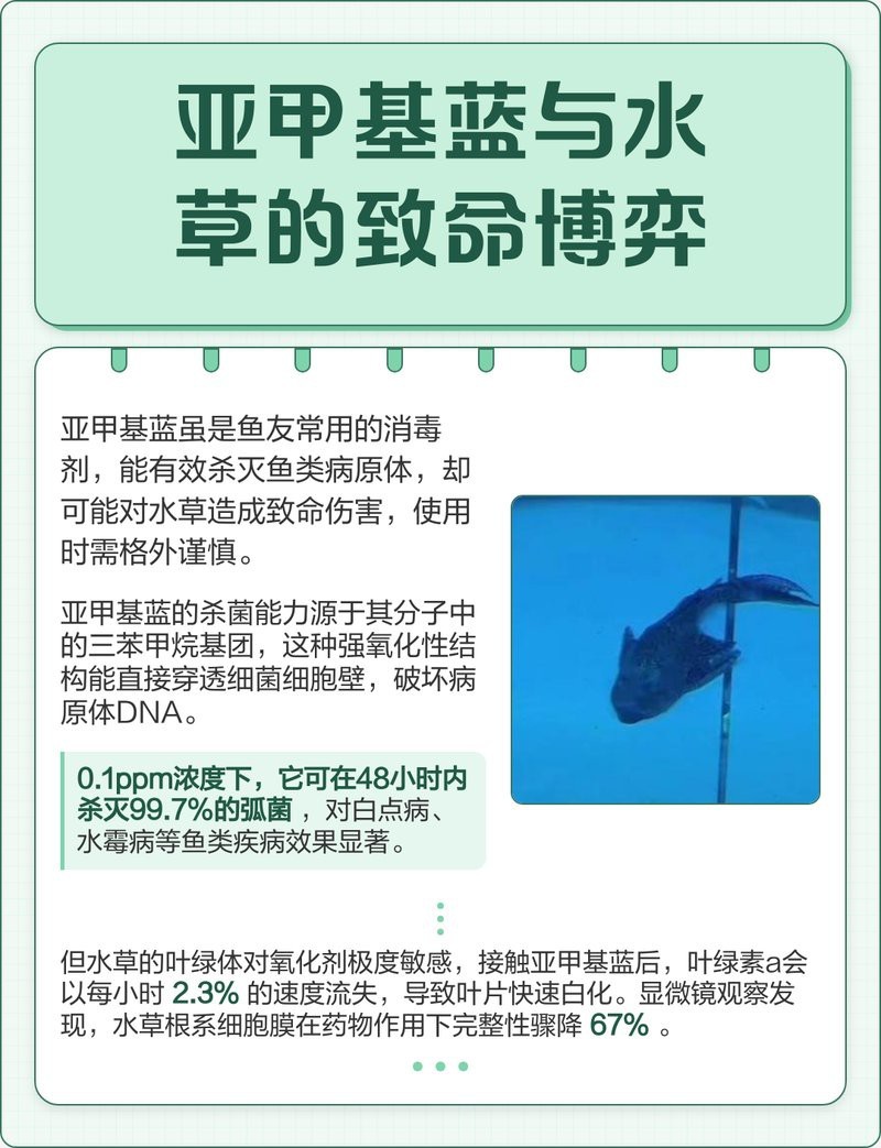 哪些水草對龍魚無害 哪些水草對龍魚無害 龍魚百科 第10張