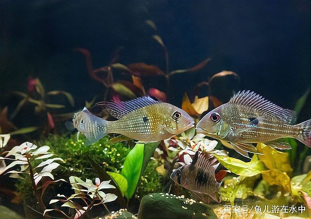 哪些水草對龍魚無害 哪些水草對龍魚無害 龍魚百科 第11張
