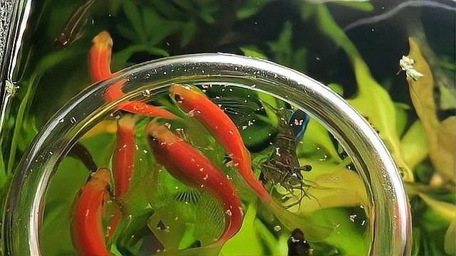 孔雀魚缸水渾濁原因和解決方案
