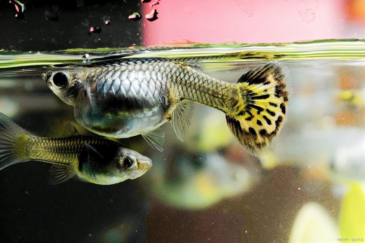 孔雀魚缸水渾濁原因和解決方案