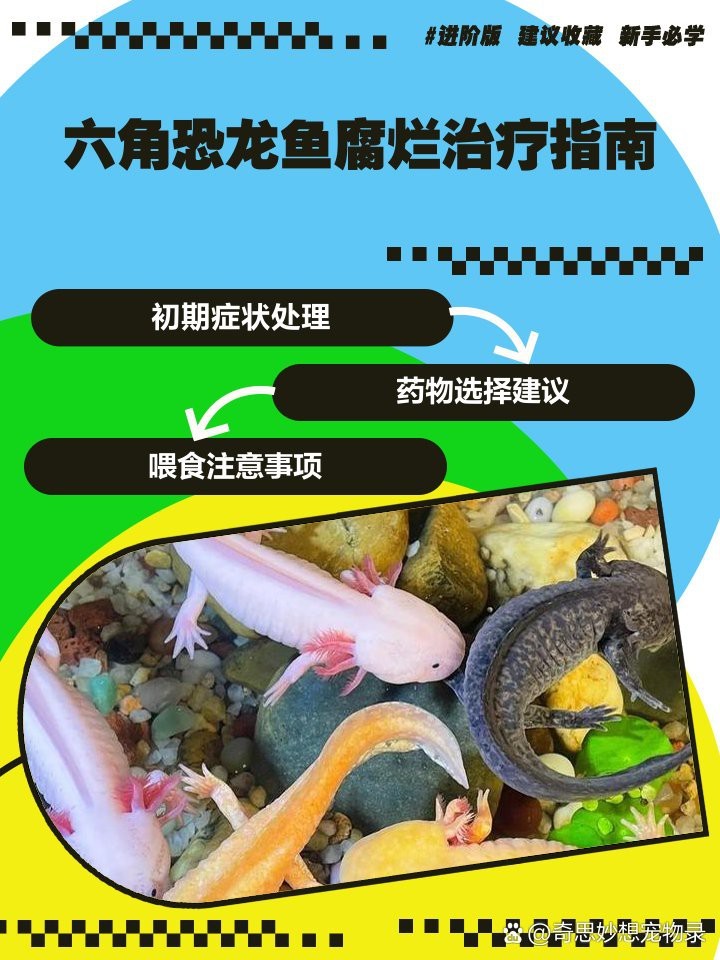 治療六角恐龍水霉病需要多久？