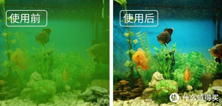 魚缸除藻劑的使用方法：如何自制魚缸除藻劑，魚缸除藻劑對魚的影響
