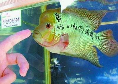 最小的金龍魚(yú)多大：養(yǎng)殖金龍魚(yú)的最小尺寸是指它們?cè)谟佐~(yú)時(shí)期的大小