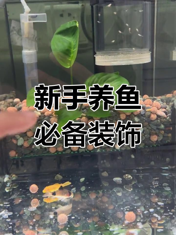 龍魚魚缸最忌三個東西
