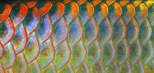 紅龍魚鱗片怎么看幾排的：關于紅龍魚鱗片觀察的一些詳細信息