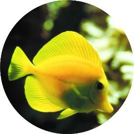 觀賞魚大全200種 觀賞魚大全200種 龍魚論壇 第8張
