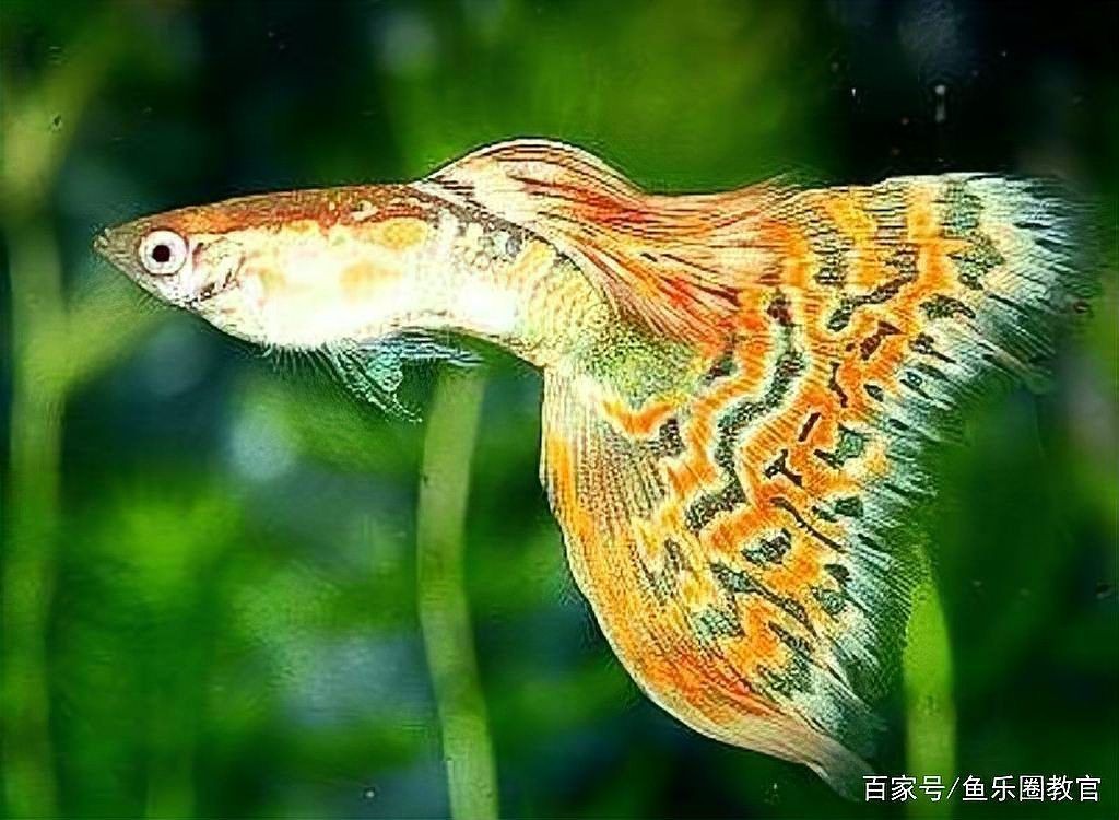 觀賞魚大全200種 觀賞魚大全200種 龍魚論壇 第3張