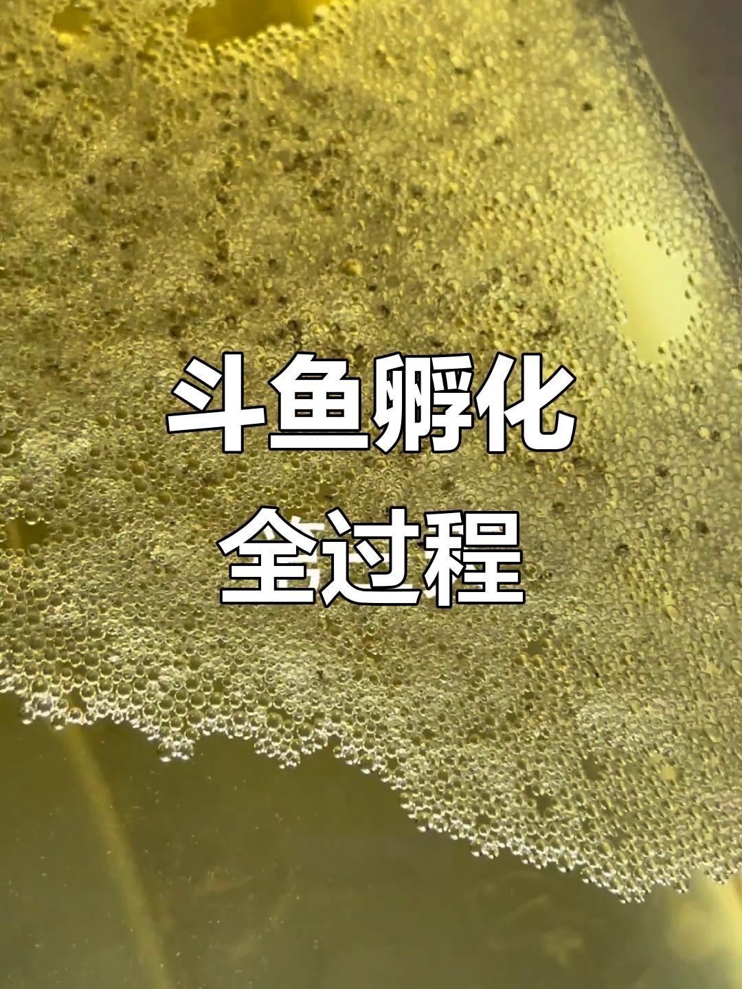 孵化期間需要多久換一次水？