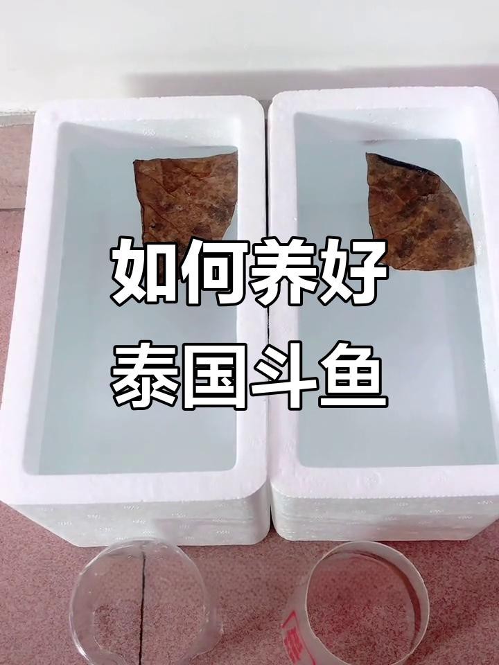 孵化期間需要多久換一次水？