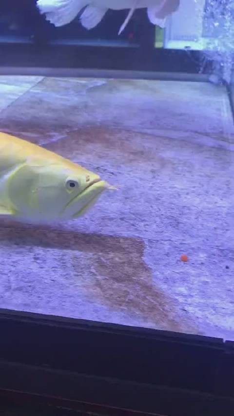 龍魚被吃掉視頻有2000字描述嗎？
