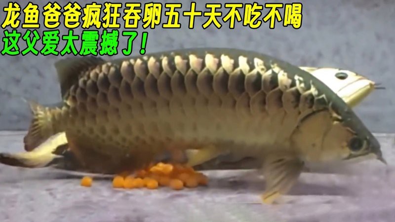 龍魚被吃掉視頻有2000字描述嗎？