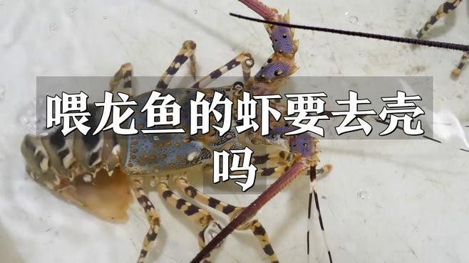 紅龍魚吃蝦時需要注意什么？