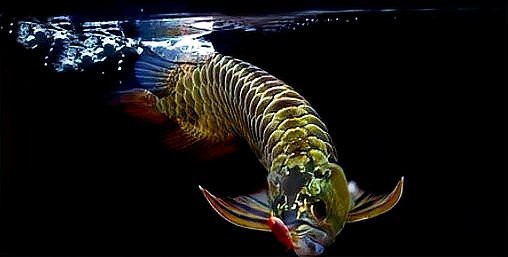 龍魚是海魚還是淡水魚