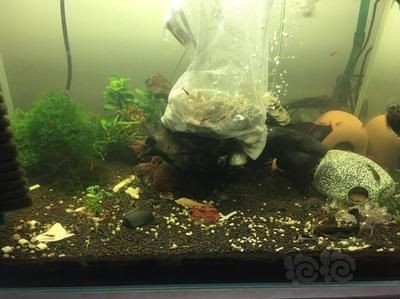 魚缸鼠魚的作用：關于魚缸鼠魚的介紹