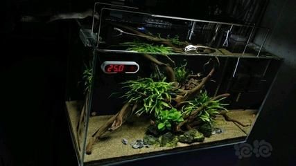 魚缸鼠魚的作用：關于魚缸鼠魚的介紹