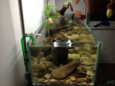 魚缸鼠魚的作用：關于魚缸鼠魚的介紹
