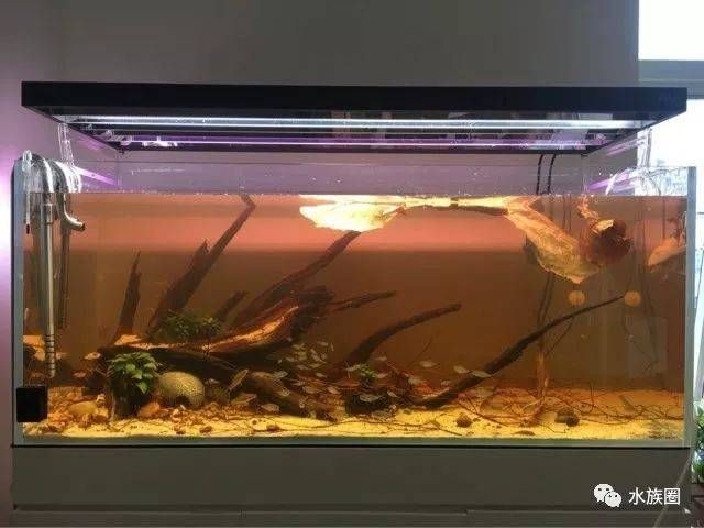 魚缸鼠魚的作用：關于魚缸鼠魚的介紹