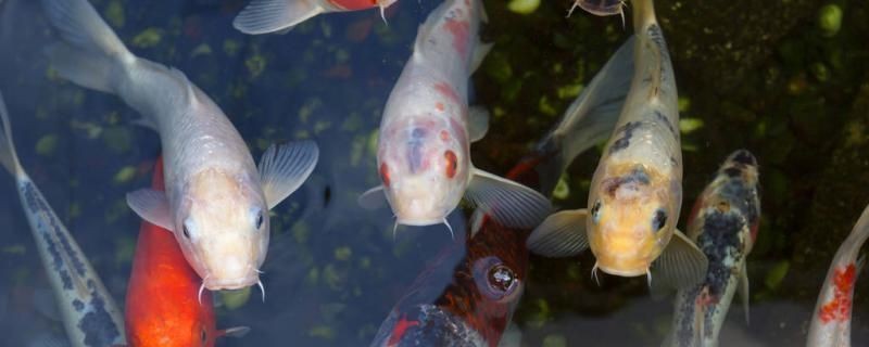 龍魚水中毒后應該怎么辦：如何預防龍魚水中毒