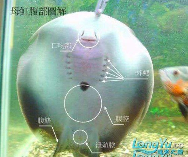 魟魚繁殖過程 魟魚繁殖過程 龍魚論壇 第2張