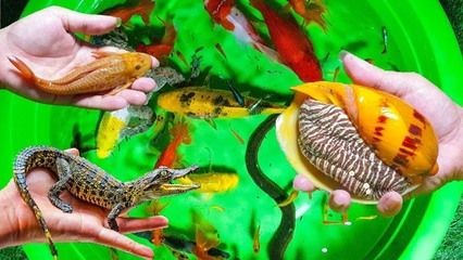 龍魚吃海螺嗎，龍魚會吃海螺嗎？