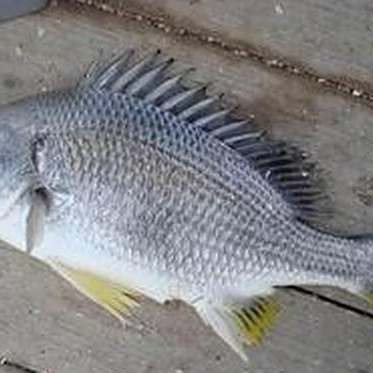 福建新鮮海捕黃翅魚
