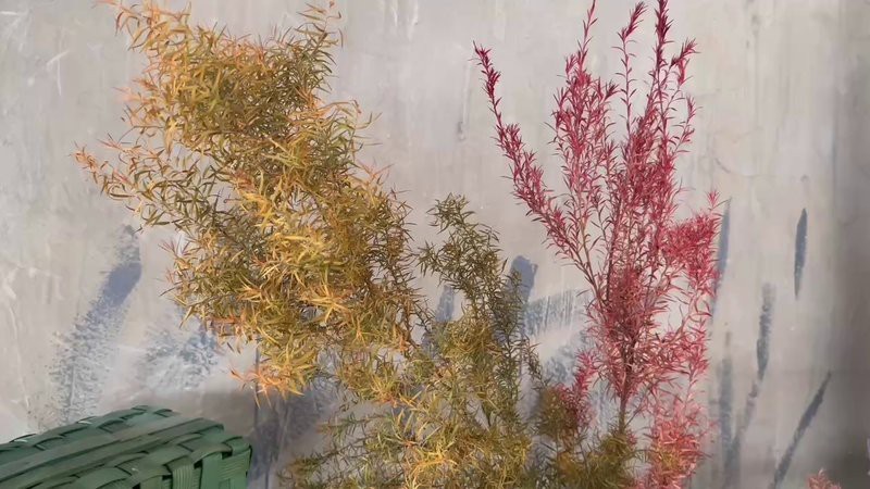 風車果天然風干花束