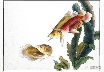 畫金龍魚怎么畫好看：畫金龍魚怎么畫好看，從以下幾個步驟進行步驟對你有所幫助